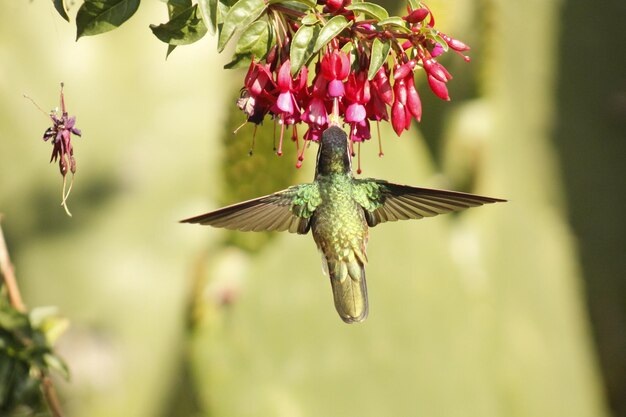 Фото hummingbird