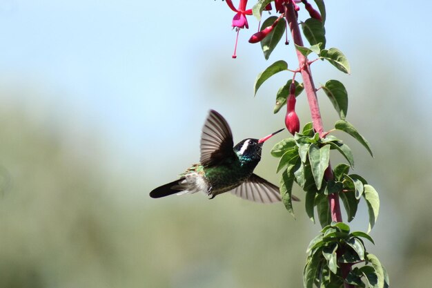 hummingbird