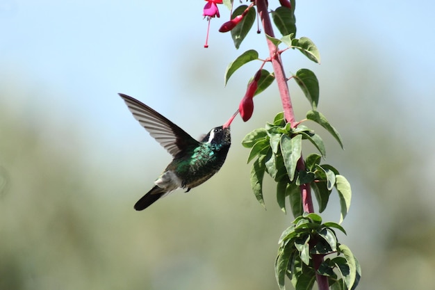 hummingbird