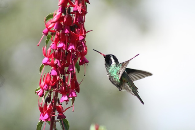 hummingbird