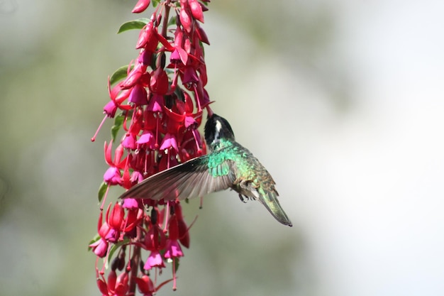 hummingbird