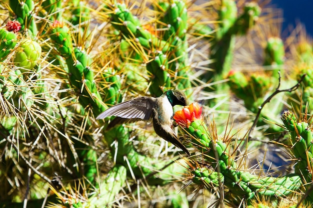 Hummingbird