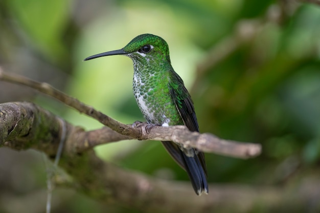 Hummingbirdは、swiftオーダーの小鳥の家族です。