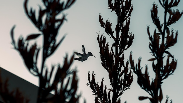Hummingbirds silhouette