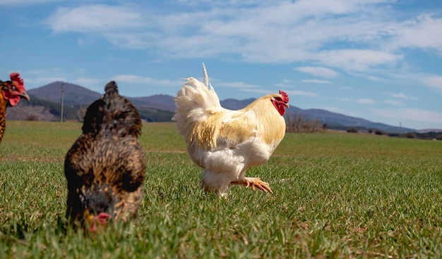 Humour colorful rooster is walking on the green bright meadow the hen is grazing