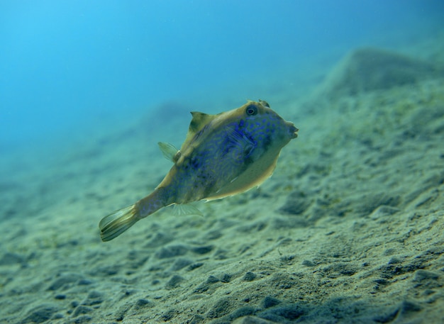 향유 turretfish thornback turretfish tetrosomus gibbosus