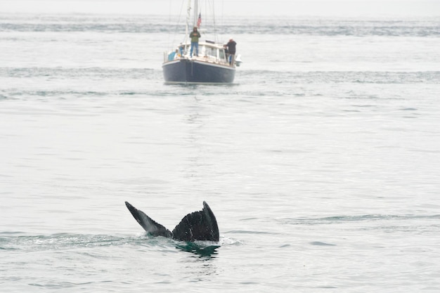 Humpback whale in Alaska