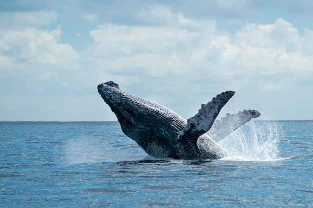 Humpback whale breaching in cabo san lucas