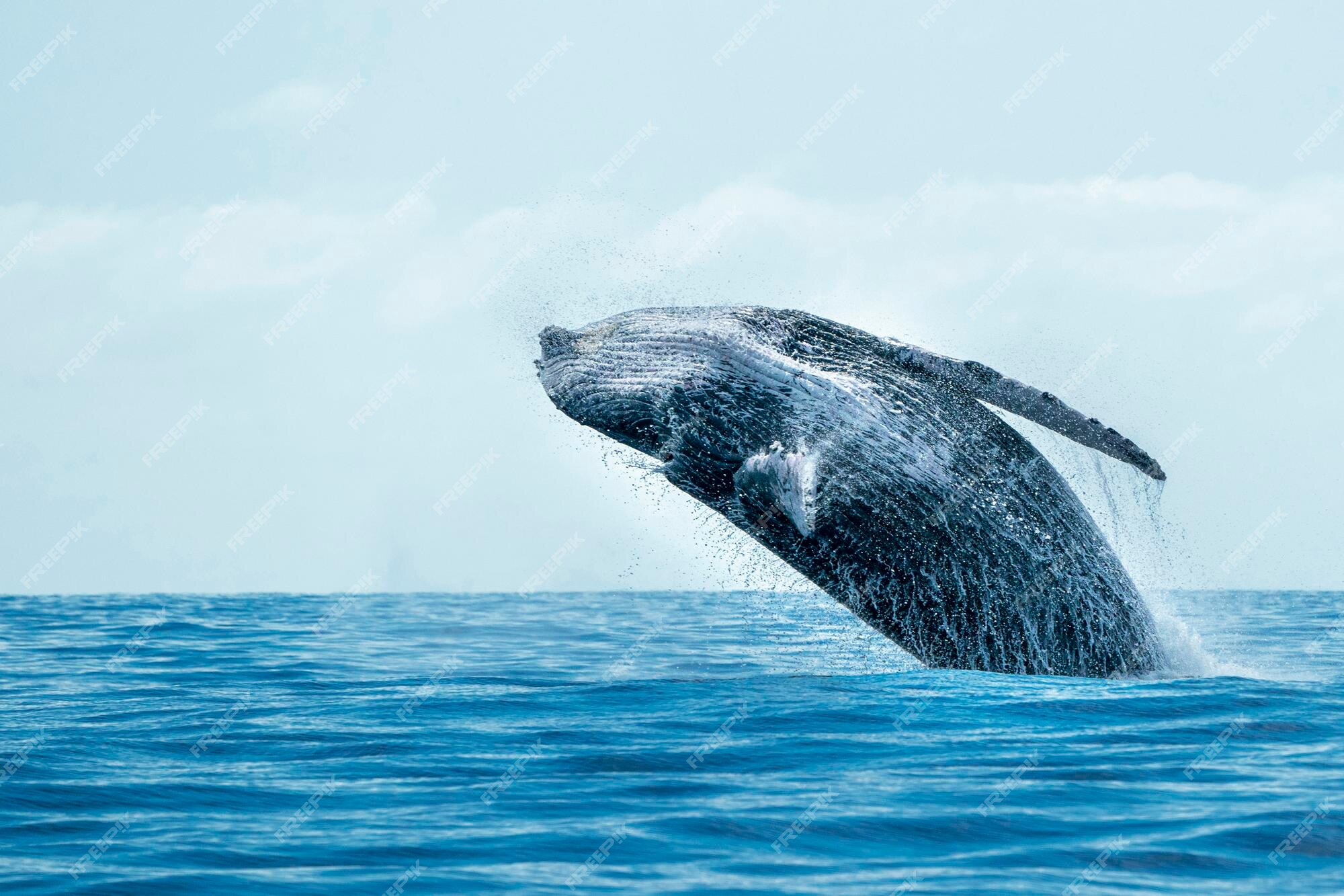 Premium Photo | Humpback whale breaching on pacific ocean ...