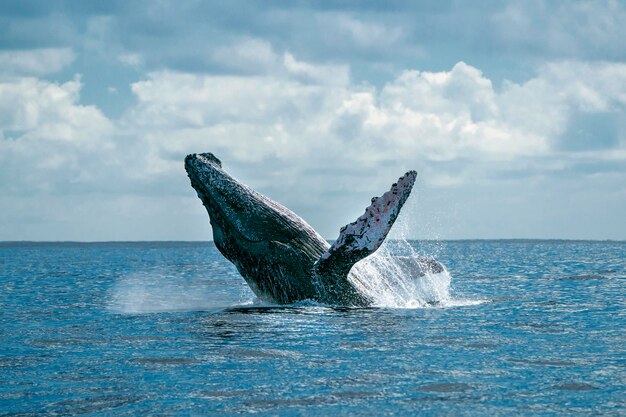 Photo humpback whale breaching on pacific ocean background in cabo san lucas mexico