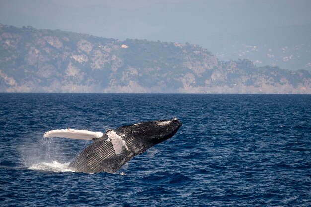 Foto piccolo di balena a gobba durante la rottura nel mar mediterraneo ultra raro vicino a genova, italia, agosto 2020