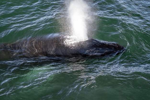 Humpback whale in cape cod whale watching while blowing