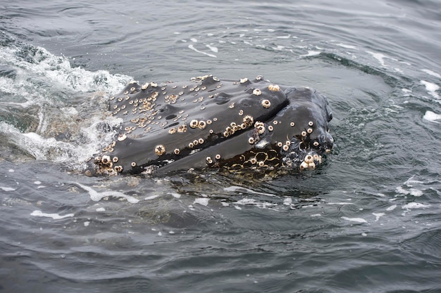 ザトウクジラのクローズアップ