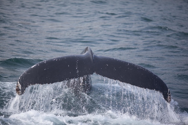 Foto la balena a gobba che si tuffa in mare