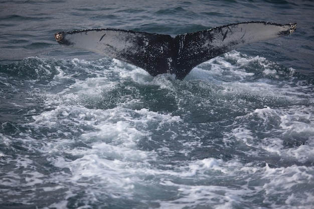 Humpback whale diving in sea