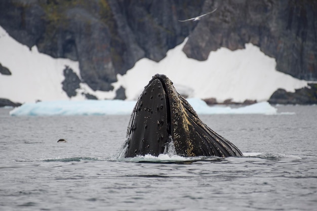 Humpback whale feeding krill