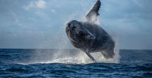 ザトウクジラが水から飛び出している