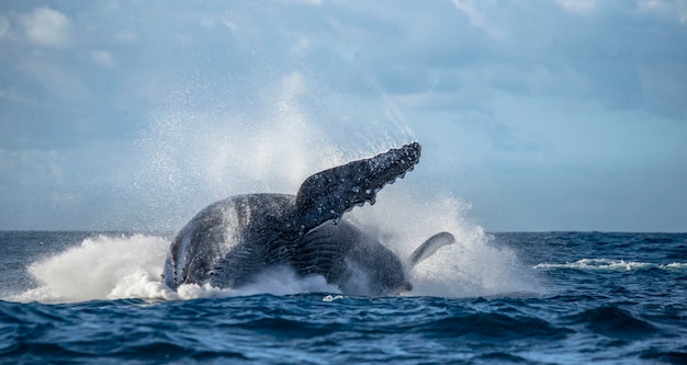Humpback whale is jumping out of the water 