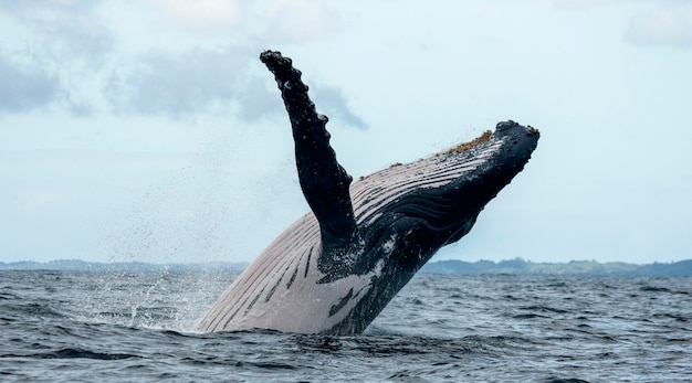 Humpback whale is jumping out of the water 