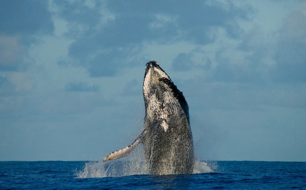 Humpback whale is jumping out of the water 