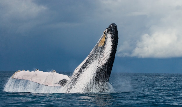 Humpback whale is jumping out of the water 