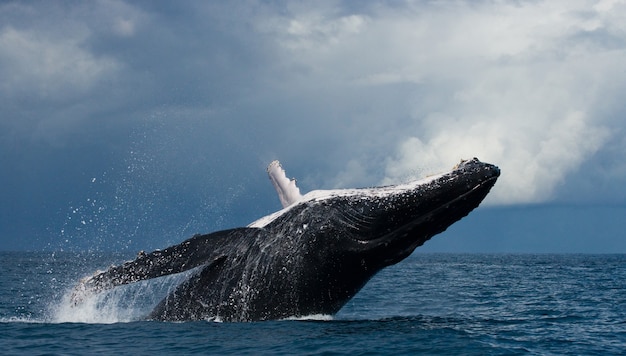 Humpback whale is jumping out of the water 