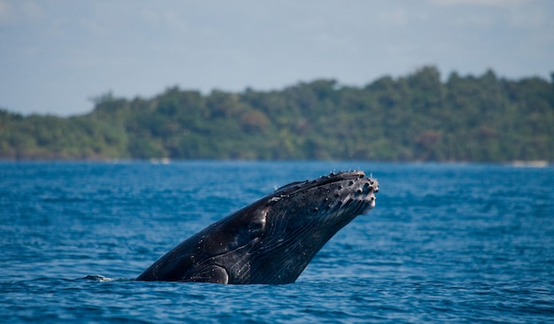 Humpback whale is jumping out of the water 