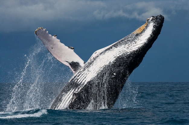 ザトウクジラが水から飛び出します。美しいジャンプ。 。マダガスカル。セントメリーズアイランド。