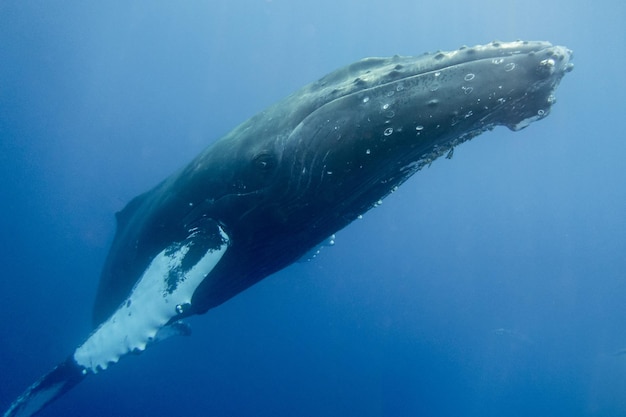 Photo humpback whale maui