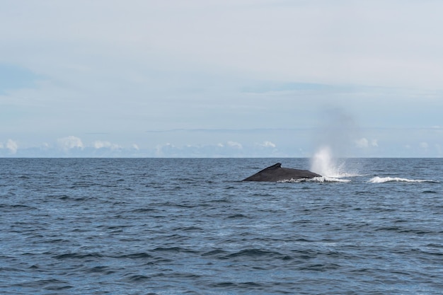 Humpback whale showing its fin and splashing near the coastline