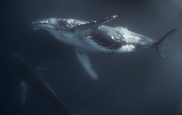 Фото Горбатый кит плавает под водой