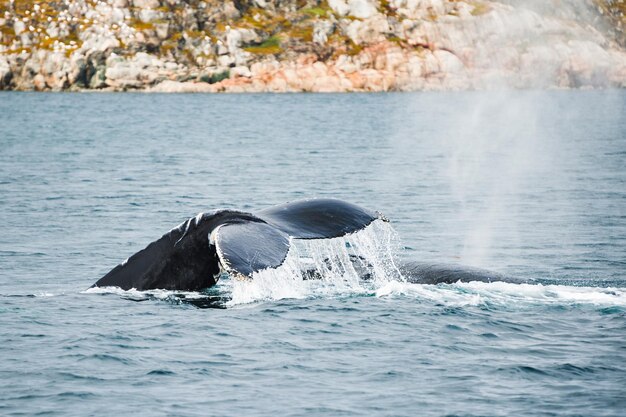 ザトウクジラの尾、大西洋、グリーンランド西部