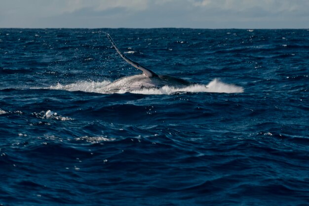 Humpback whale tail going down in blue polynesian sea