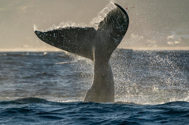 Photo humpback whale tail slapping in cabo san lucas