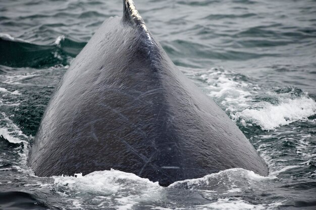 Humpback whale tail while going down in Glacier Bay Alaska