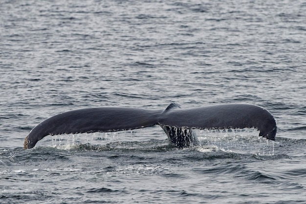 Хвост горбатого кита во время спуска
