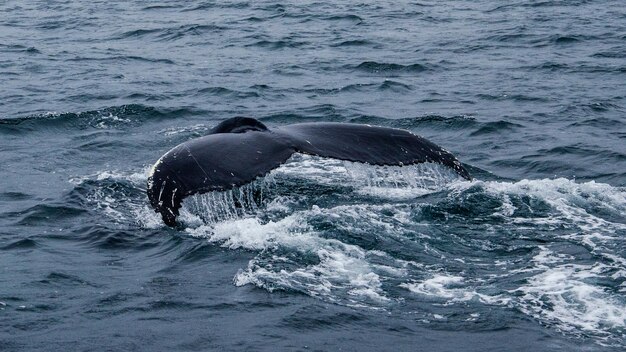 Photo humpback whale tail