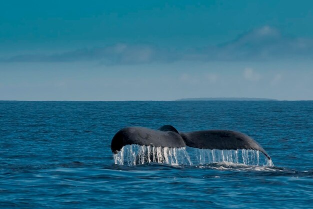 Humpback whale in Tonga, Polynesia Paradise