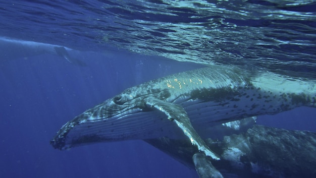 写真 ハンプバッククジラ ヴァヴァ・トンガ