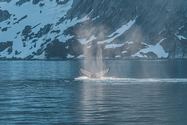 Foto humpbackwalvis in een groenlandse fjord