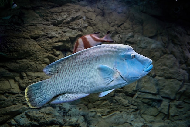 Humphead Maori Wrasse or Cheilinus undulatus behind glass of  marine aquarium in Russian city of St. Petersburg.