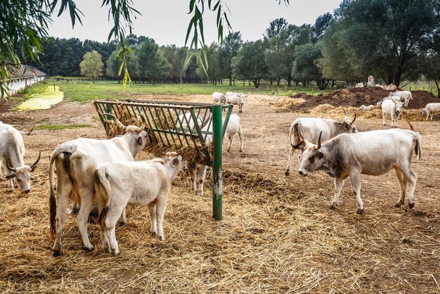 Hungarian gray cows