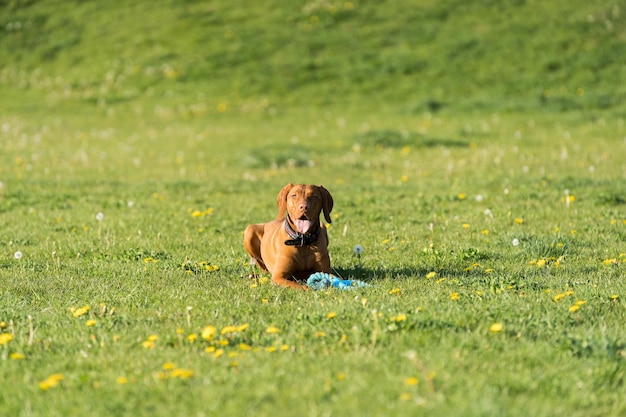 The Hungarian pointer is down and resting briefly during the afternoon training