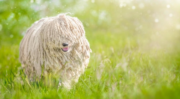 緑の芝生の上のハンガリーのプーリー犬