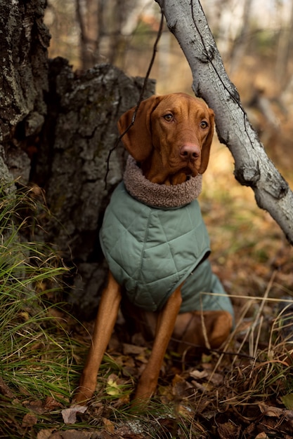 Hungarian vizhla in a green blanket walks in the autumn forest