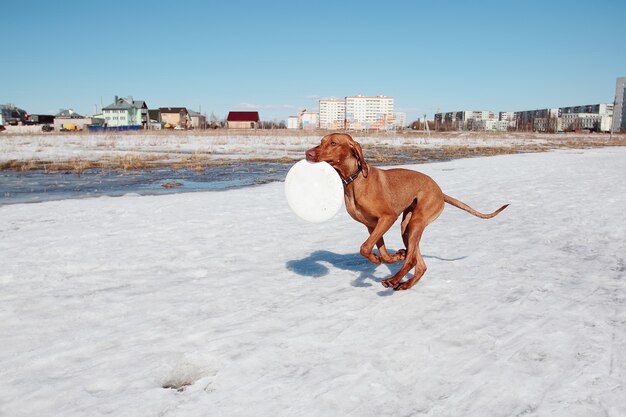 Hungarian vizsla dog for a walk playing frisbee