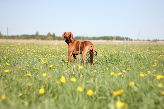 Hungarian vizsla dog for a walk