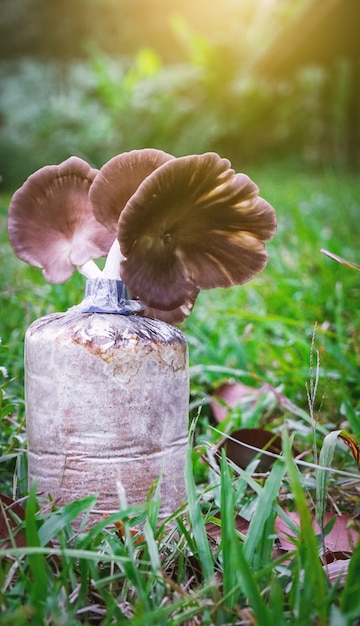 写真 タイの農場でのハンガリーのカキまたはハンガリーのキノコ。