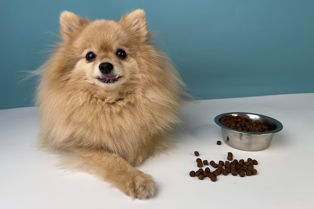 Hungry beautiful small little Pomeranian Spitz dog cute puppy is eating food lying near bowl