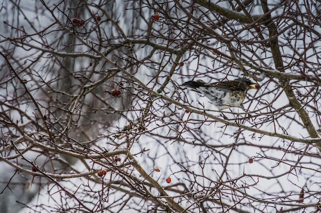 木に飢えた鳥